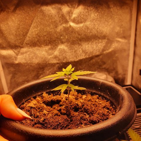 Astrid growlog photo: Rega de Nutrientes
