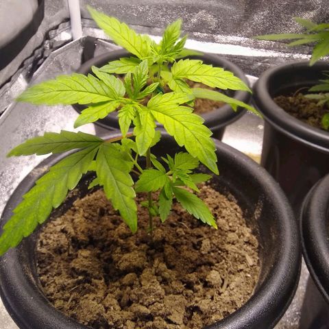 Melissa growlog timeline photo