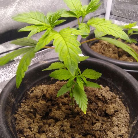 Melissa growlog timeline photo