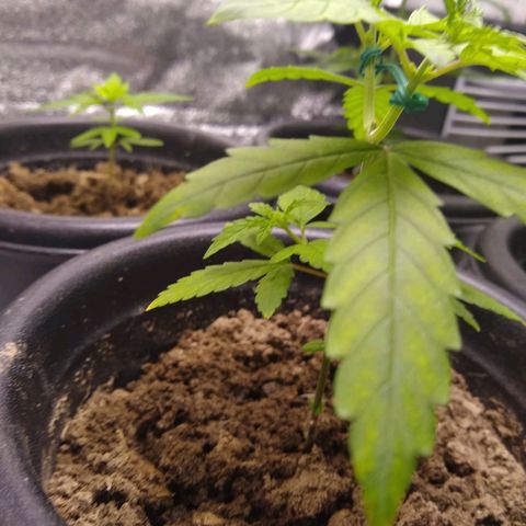 Melissa growlog timeline photo