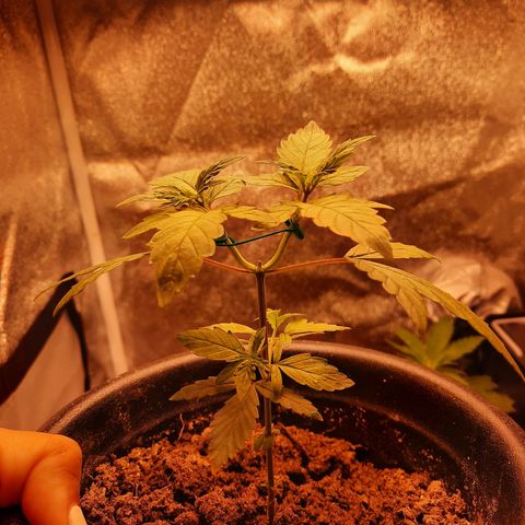 Melissa growlog timeline photo
