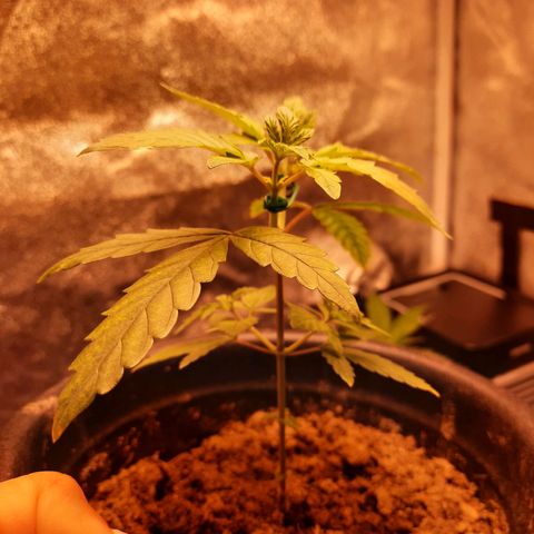 Melissa growlog timeline photo