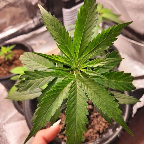 V1d4 L0K4 growlog timeline photo