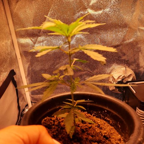 V1d4 L0K4 growlog timeline photo