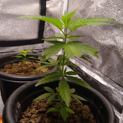 V1d4 L0K4 growlog timeline photo