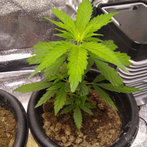 V1d4 L0K4 growlog timeline photo