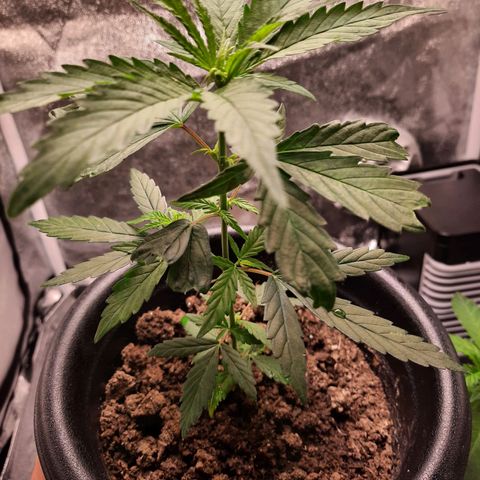 V1d4 L0K4 growlog timeline photo