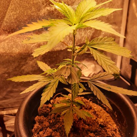 V1d4 L0K4 growlog timeline photo