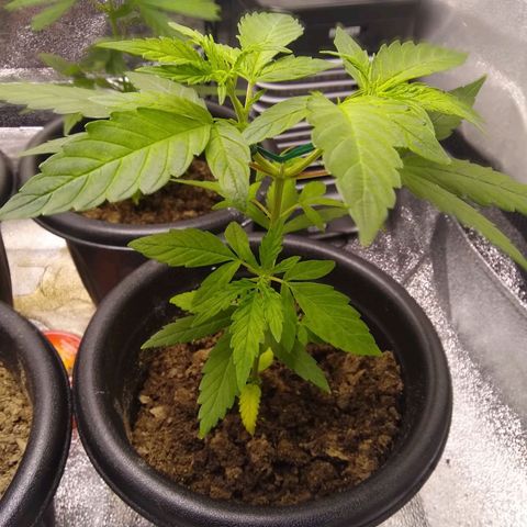 Yoda growlog timeline photo