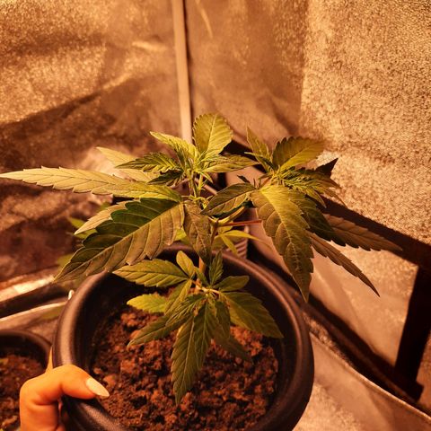 Yoda growlog timeline photo