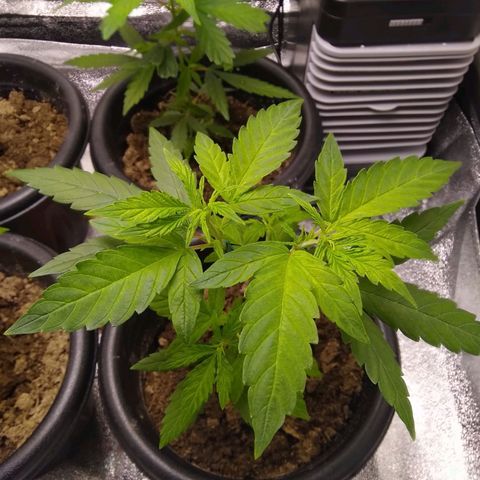 Yoda growlog timeline photo