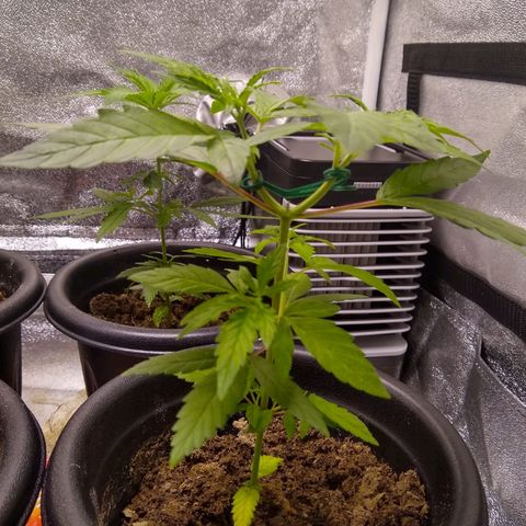 Yoda growlog timeline photo