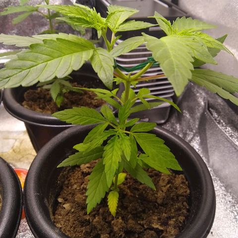 Yoda growlog timeline photo