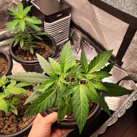 Yoda growlog timeline photo