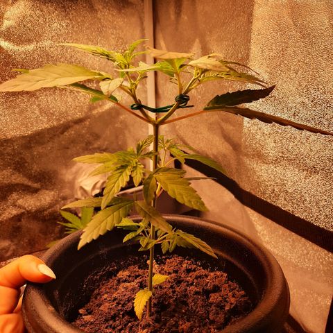 Yoda growlog timeline photo