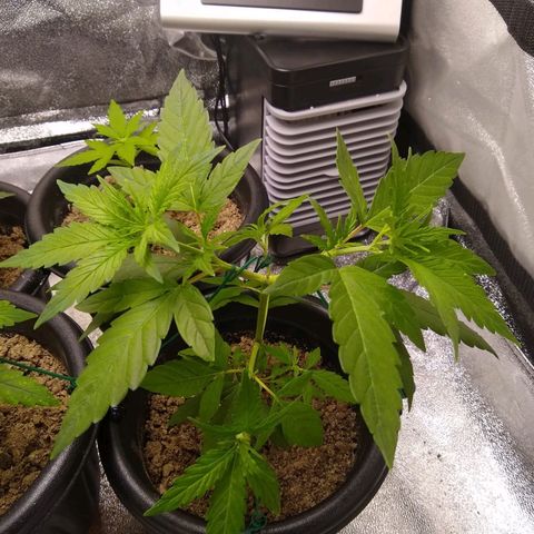 Yoda growlog photo: LST
