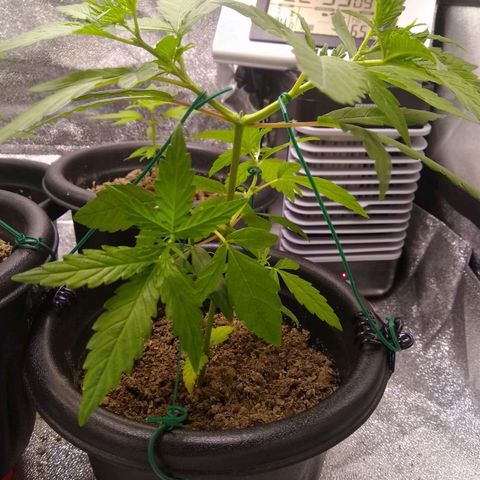 Yoda growlog photo: LST
