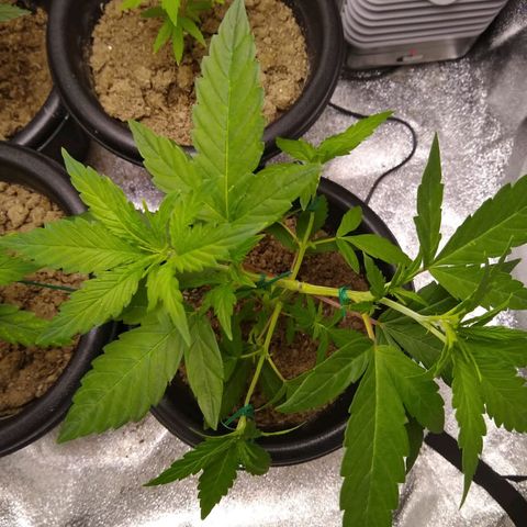Yoda growlog photo: LST