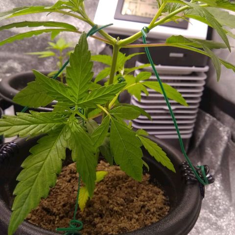 Yoda growlog photo: LST
