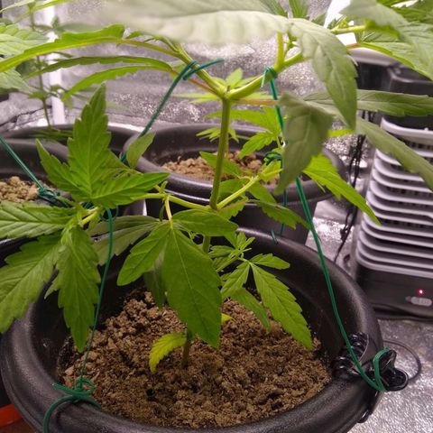 Yoda growlog photo: LST