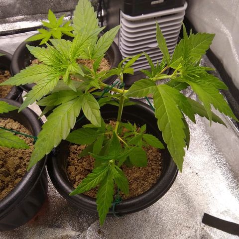 Yoda growlog photo: LST