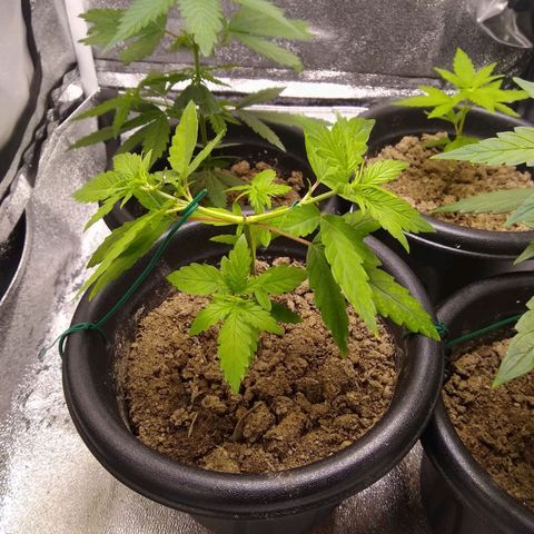 Melissa growlog photo: LST