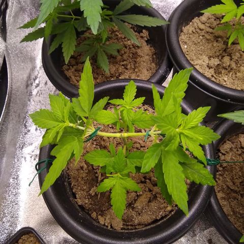 Melissa growlog photo: LST