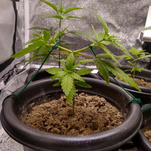 Melissa growlog photo: LST