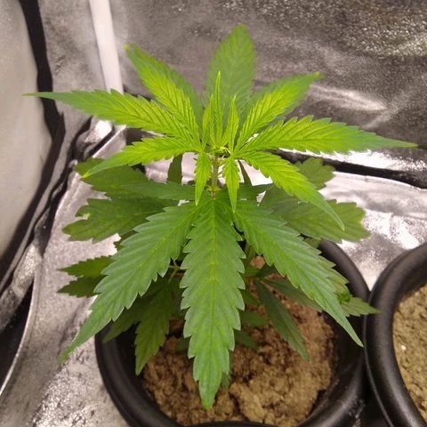 V1d4 L0K4 growlog photo: Atualização de crescimento 