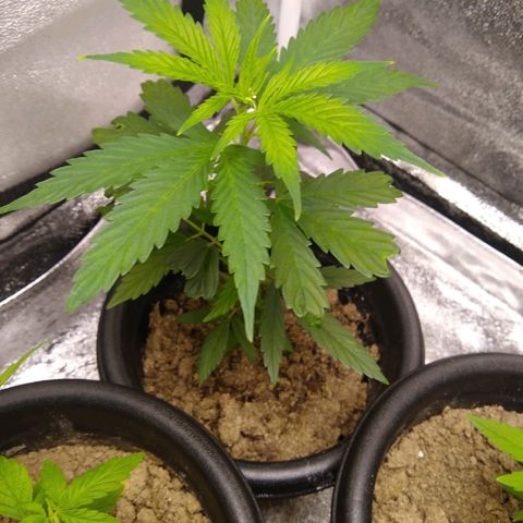 V1d4 L0K4 growlog photo: Atualização de crescimento 