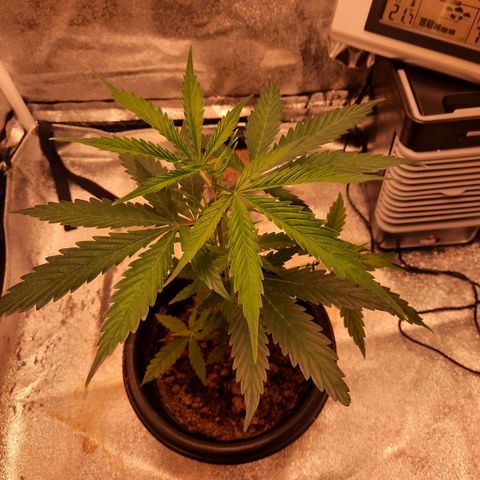 V1d4 L0K4 growlog timeline photo