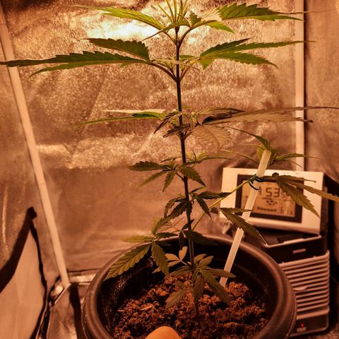 V1d4 L0K4 growlog timeline photo