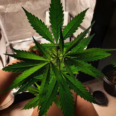 V1d4 L0K4 growlog timeline photo