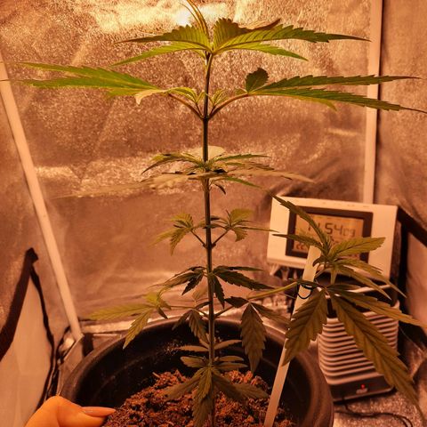 V1d4 L0K4 growlog timeline photo