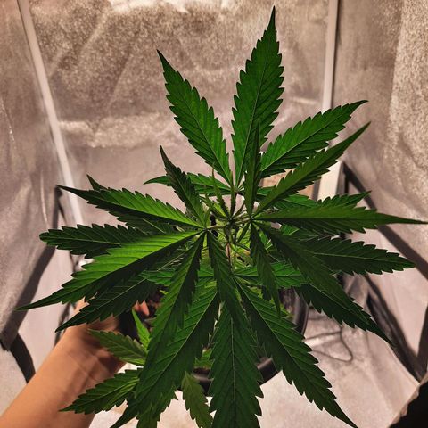 V1d4 L0K4 growlog timeline photo