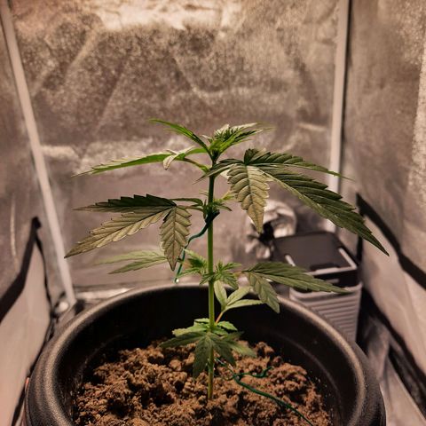 Astrid growlog timeline photo