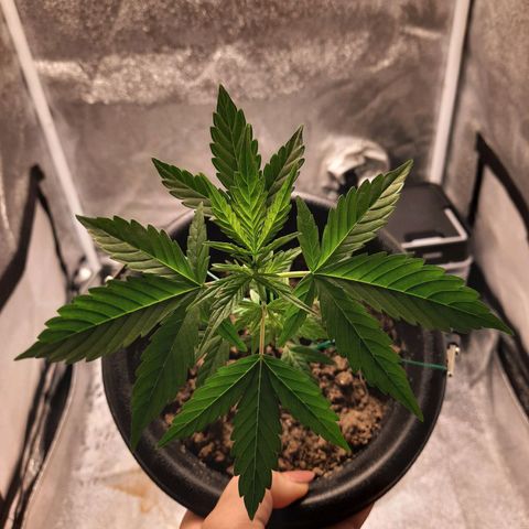 Astrid growlog timeline photo