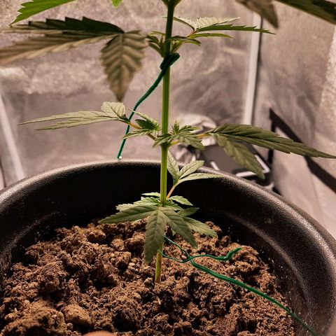 Astrid growlog timeline photo
