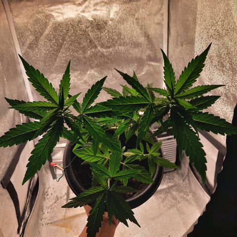 Yoda growlog timeline photo