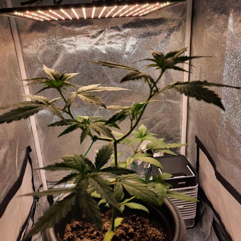 Yoda growlog timeline photo