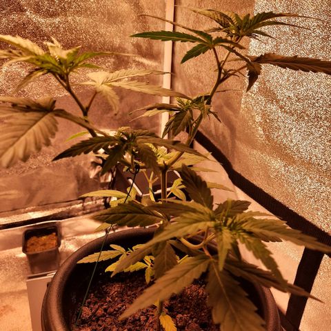 Yoda growlog timeline photo