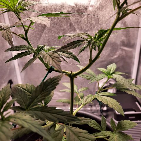 Yoda growlog timeline photo