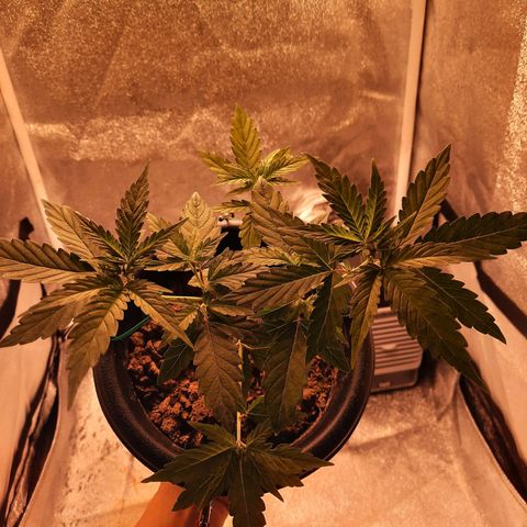 Melissa growlog timeline photo