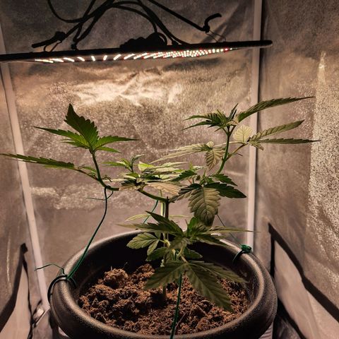 Melissa growlog timeline photo