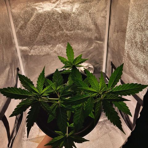 Melissa growlog timeline photo