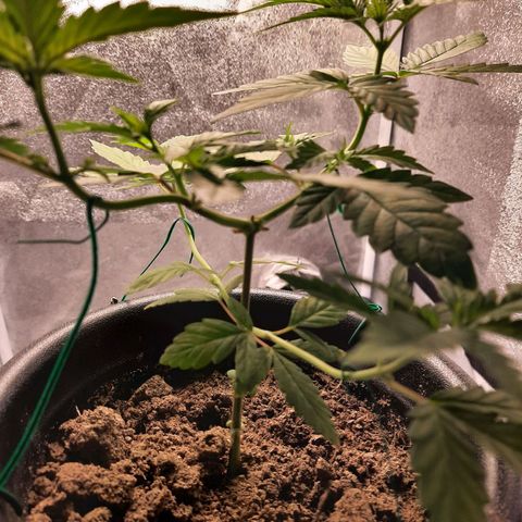 Melissa growlog timeline photo