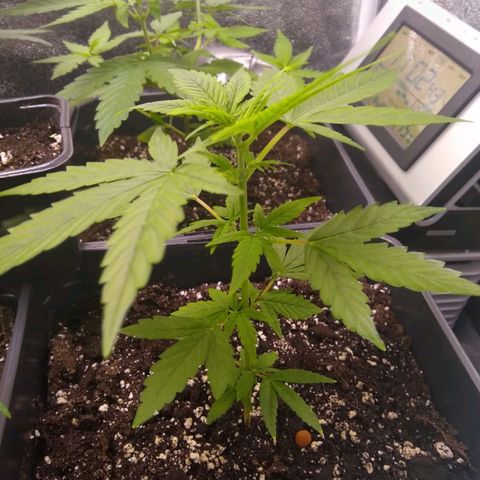 Astrid growlog photo: Atualização 
