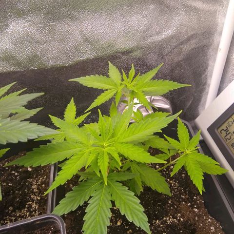 Melissa growlog timeline photo