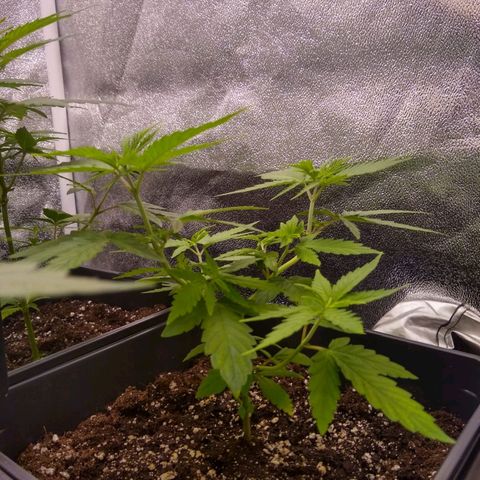 Melissa growlog timeline photo