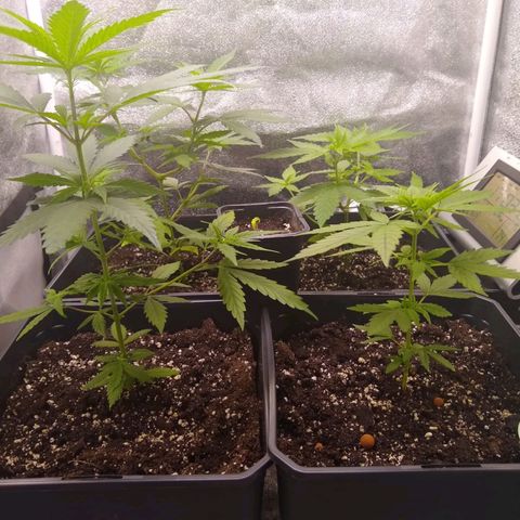Melissa growlog timeline photo